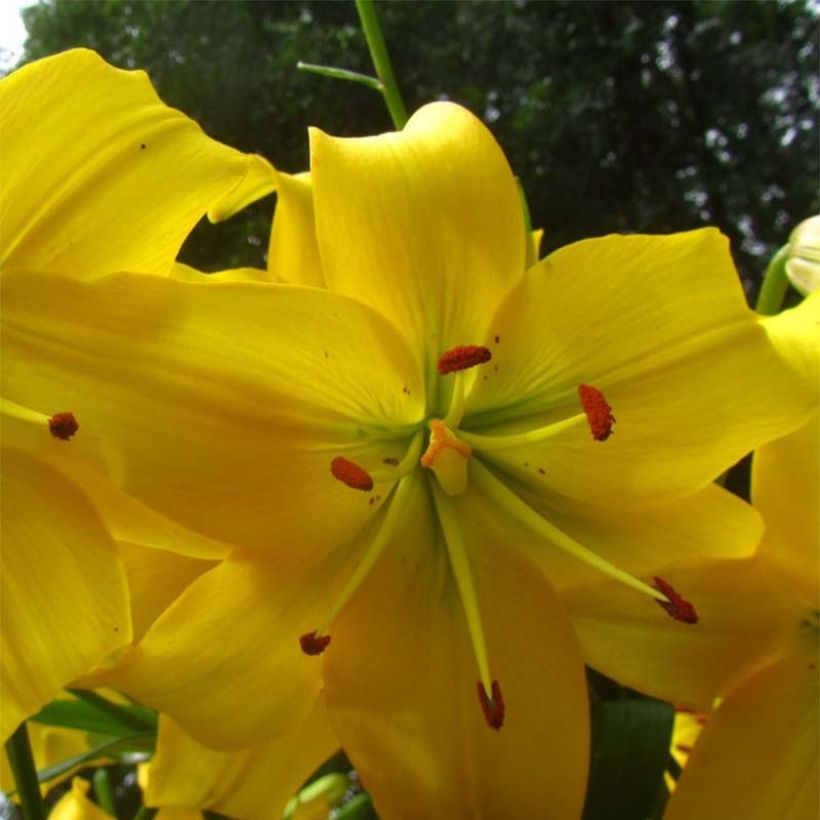 Lilium Pearl Melanie (Flowering)