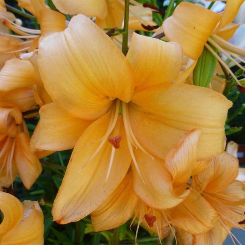 Lilium Pearl Stacey - Lily (Flowering)