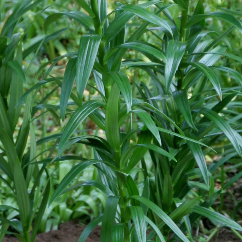 Lilium Royal Kiss - Lily (Foliage)