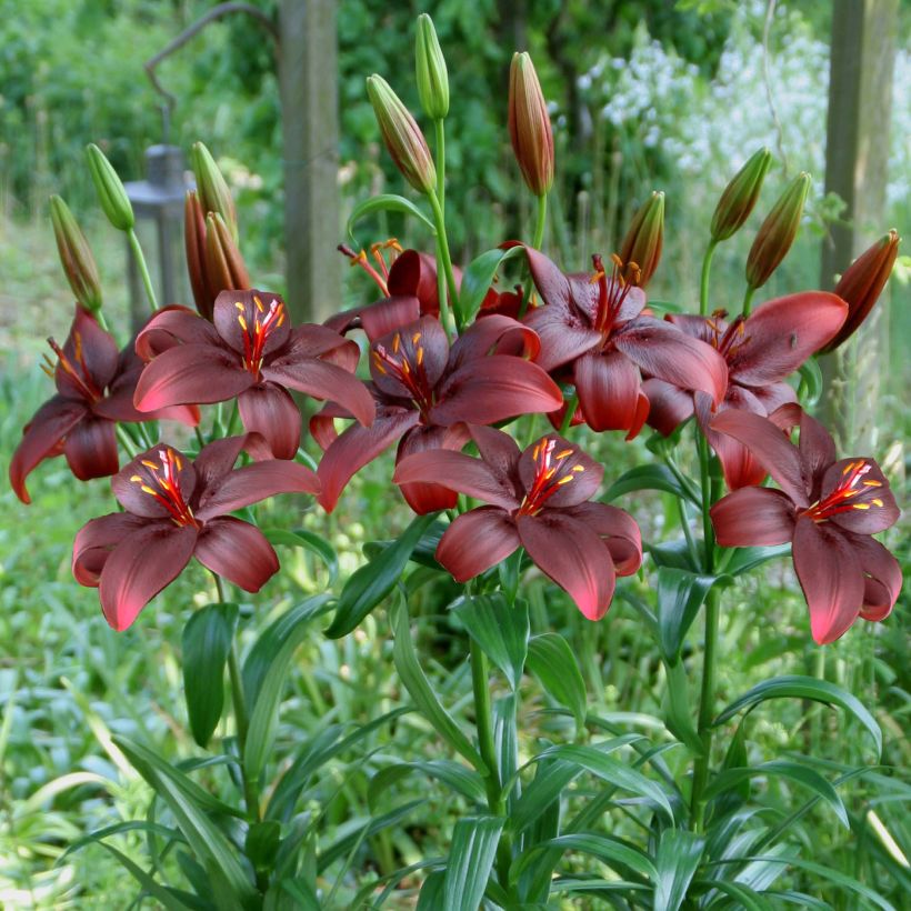 Lilium Royal Kiss - Lily (Plant habit)