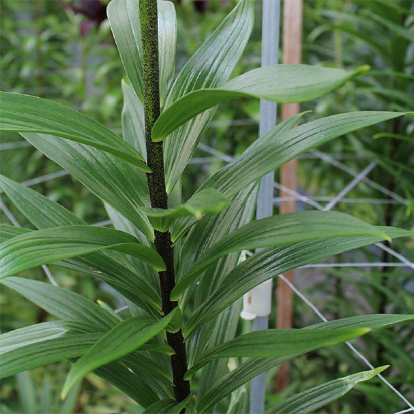 Lilium Soft Music (Foliage)