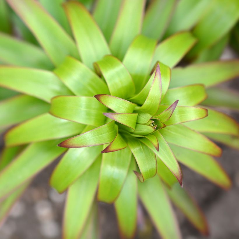 Lilium henryi  (Foliage)