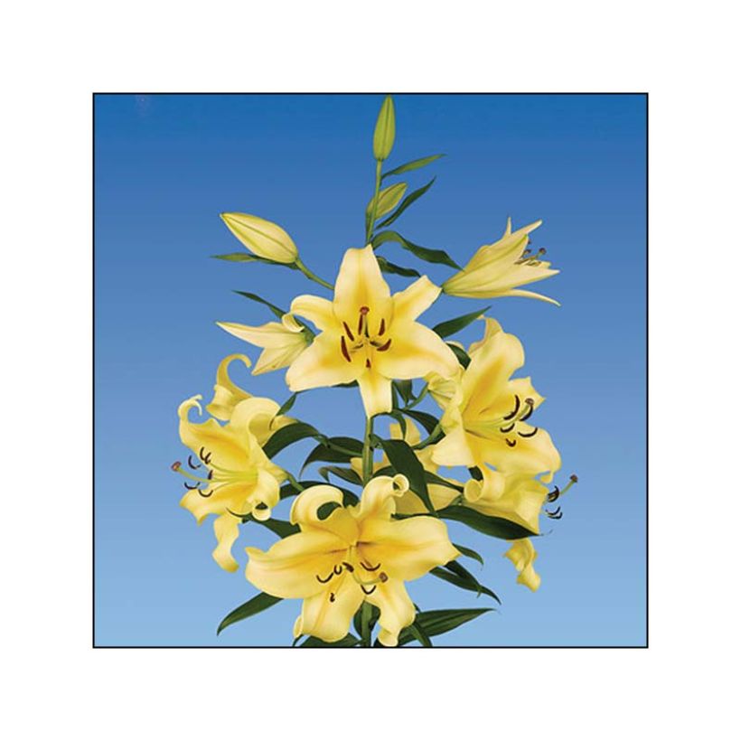 Lilium Honeymoon - Lily (Flowering)