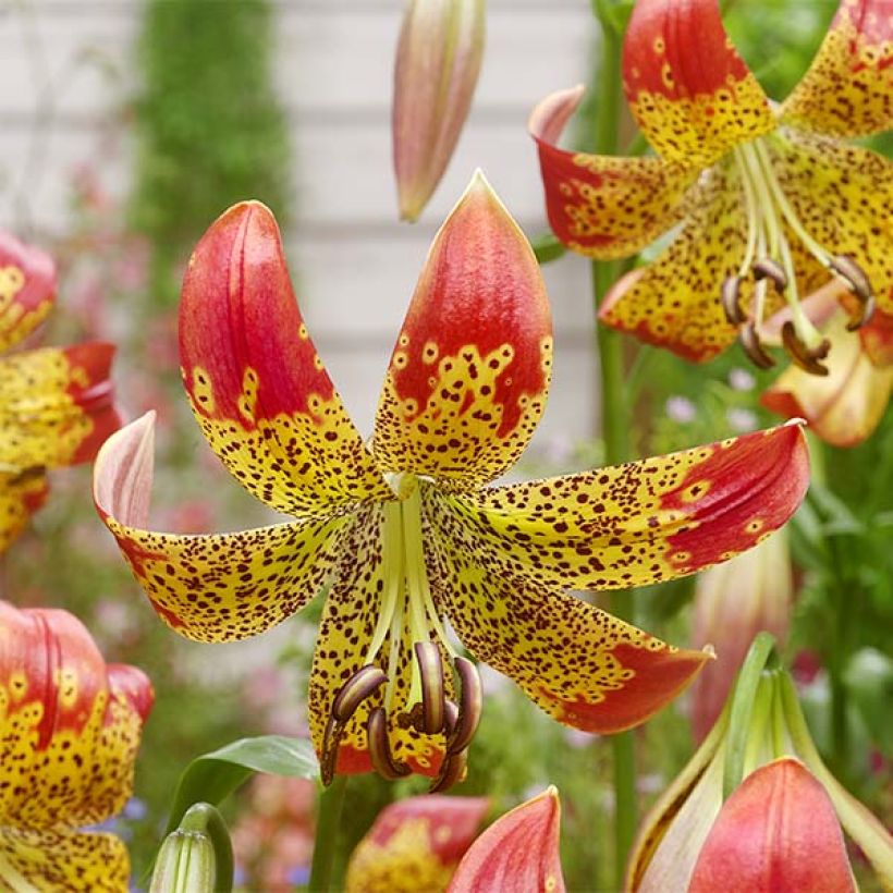 Lilium Fusion (Flowering)