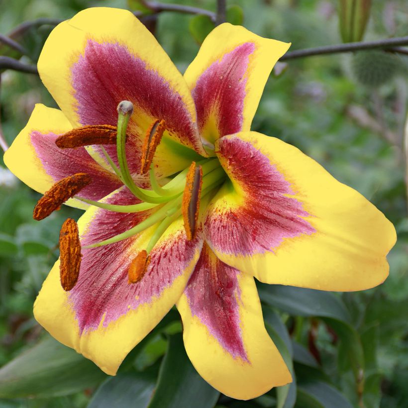 Lilium Robert Swanson - Oriental Lily (Flowering)