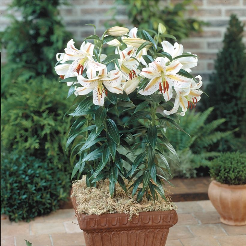 Lilium Garden Party - Lily (Plant habit)