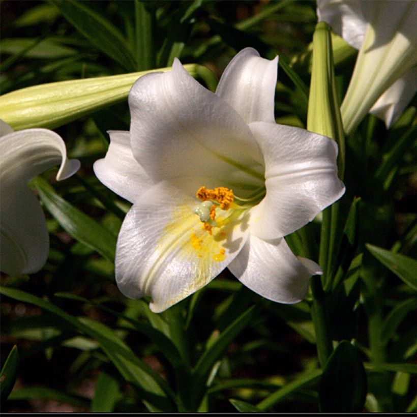 Lilium longiflorum Snow Queen (Flowering)
