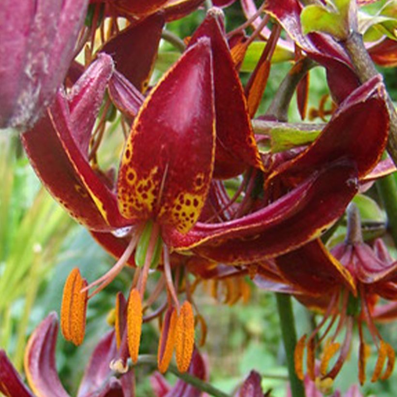 Lilium Claude Shride (Flowering)