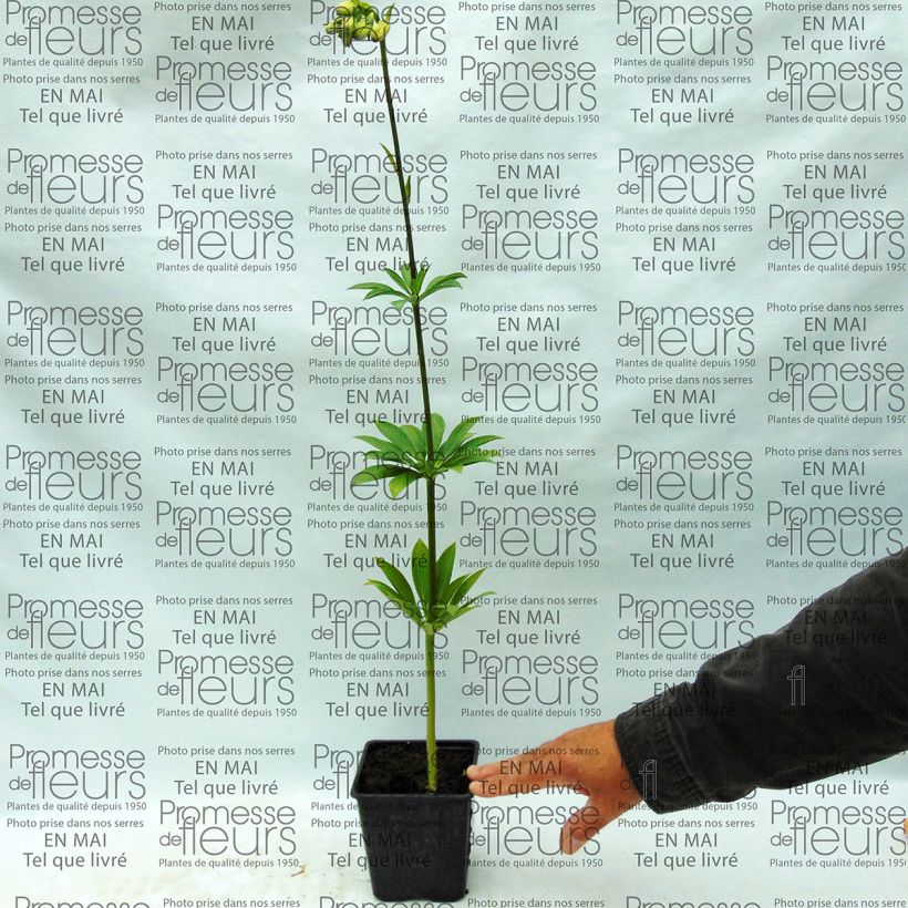 Example of Lilium martagon var. albiflorum Bulb size 12/14 specimen as delivered