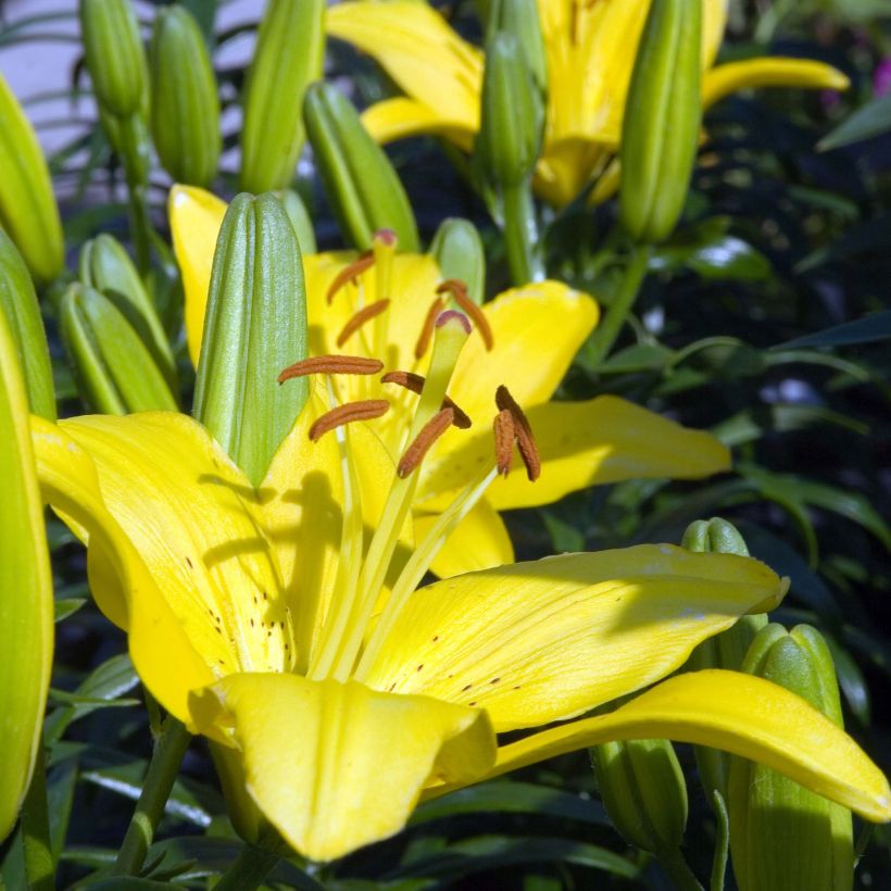Lilium Butter Pixie - Lily (Flowering)