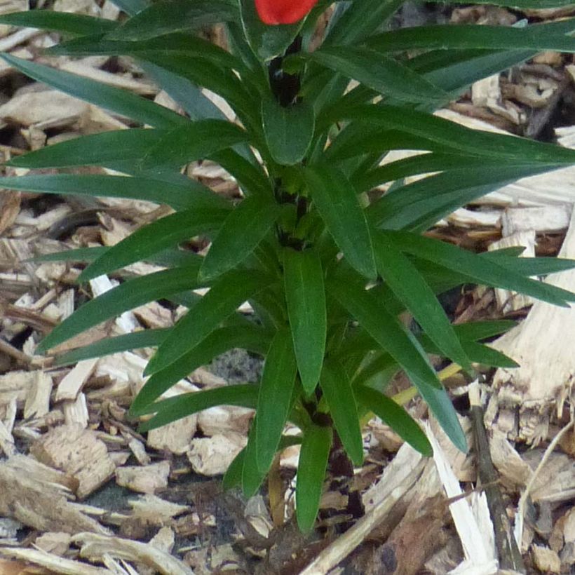 Lilium Crimson Pixie - Lily (Foliage)