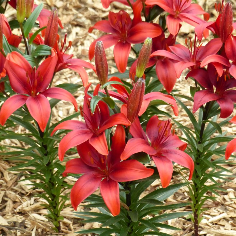 Lilium Crimson Pixie - Lily (Flowering)