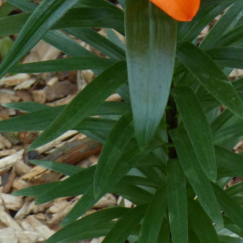 Lilium Orange Pixie - Lily (Foliage)