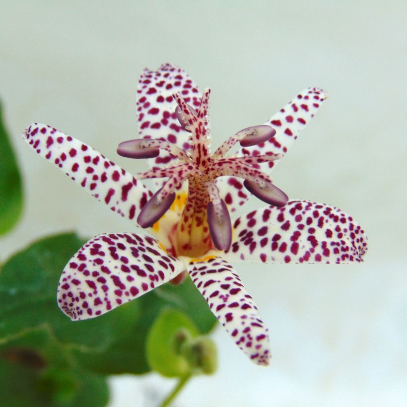 Tricyrtis formosana - Toad Lily (Flowering)