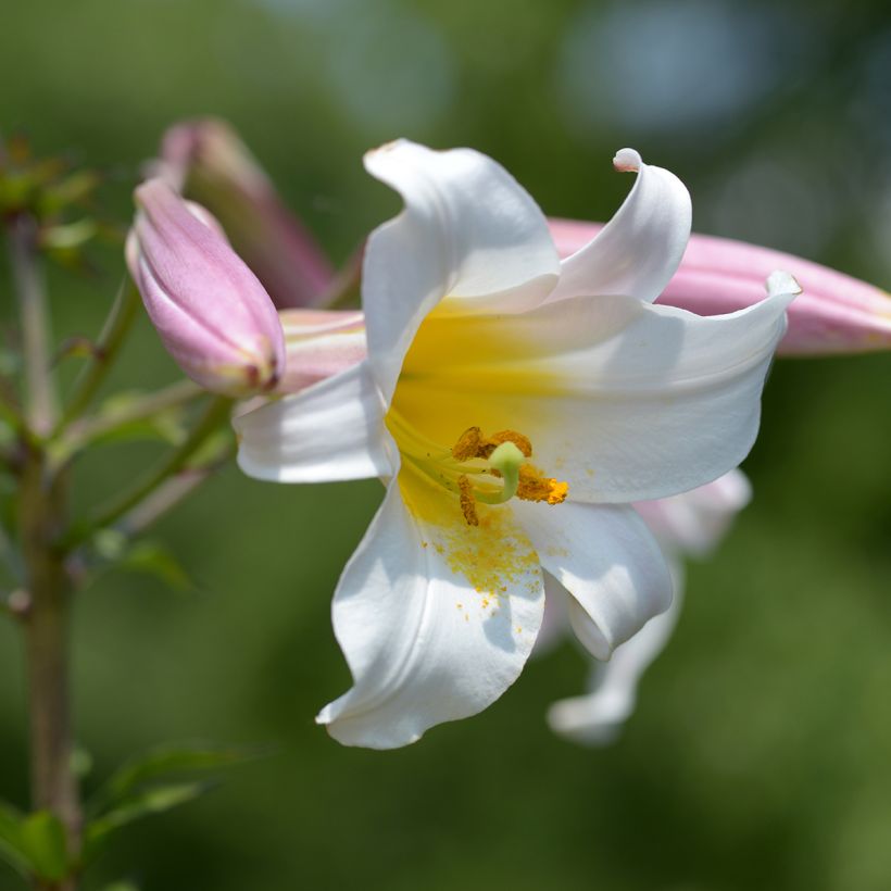 Lilium regale - Lily (Flowering)
