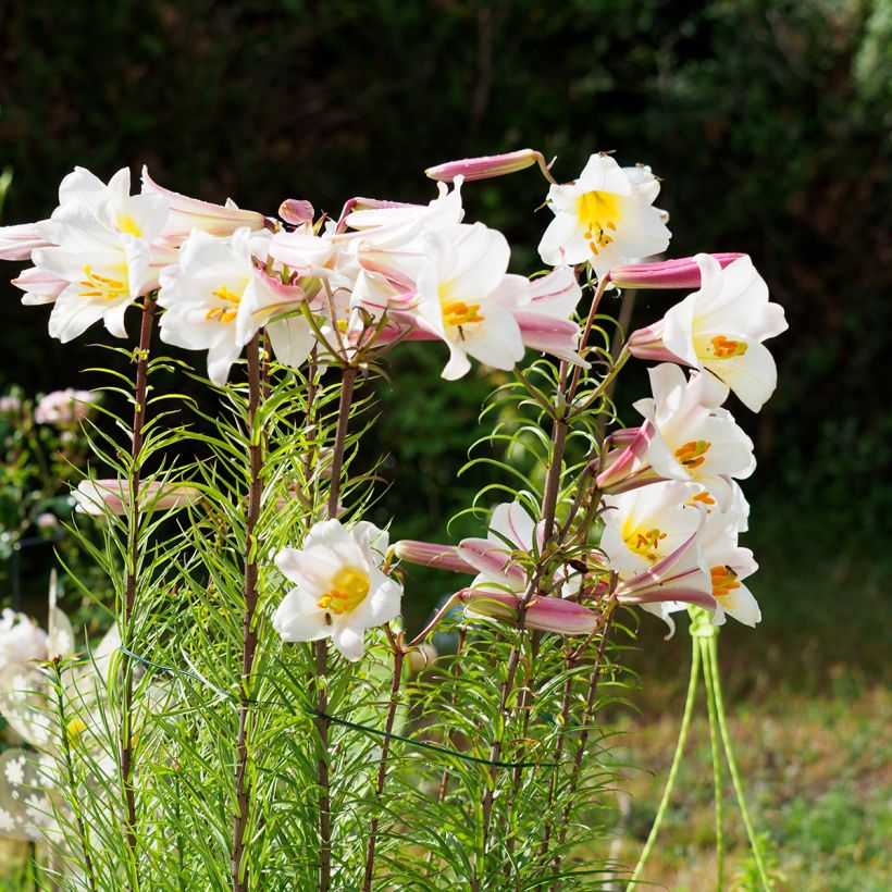 Lilium regale - Lily (Plant habit)