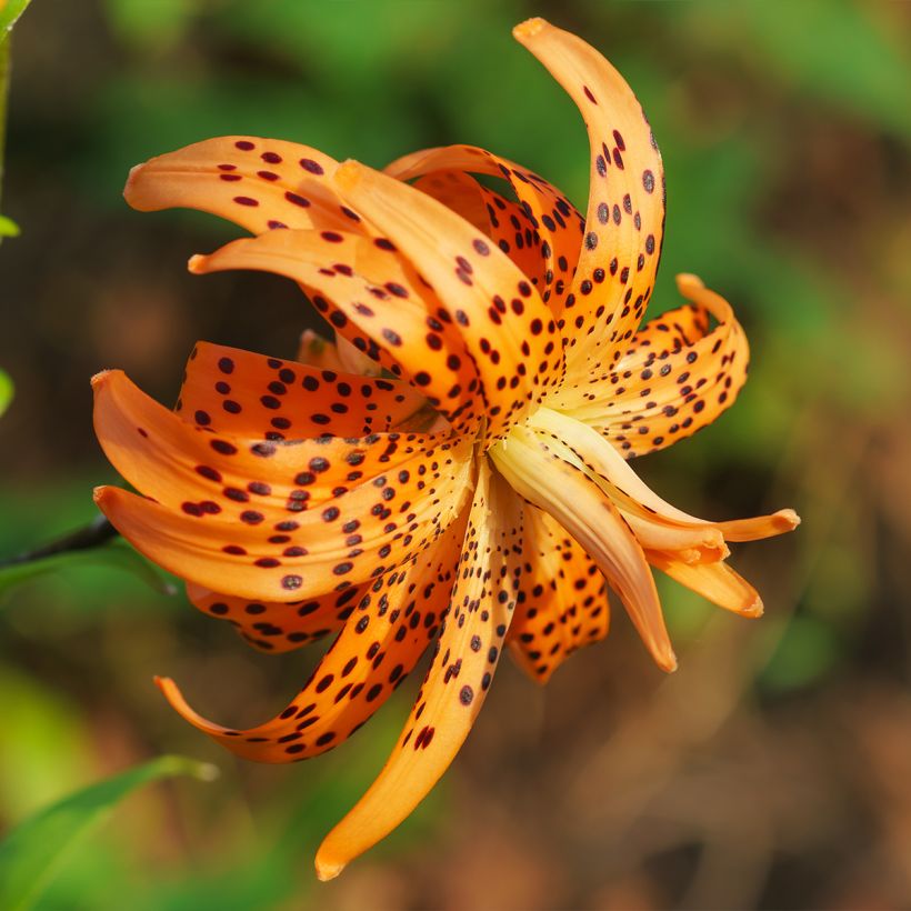 Lilium lancifolium Flore Pleno (Flowering)