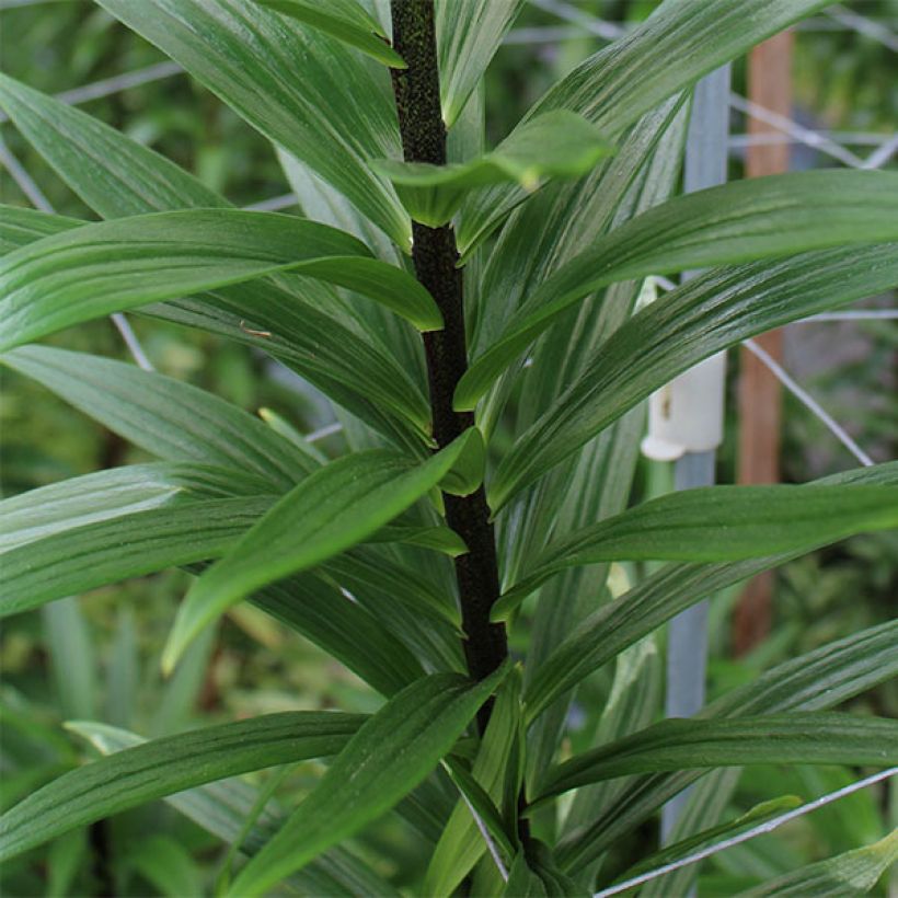 Lilium Beijing Moon (Foliage)