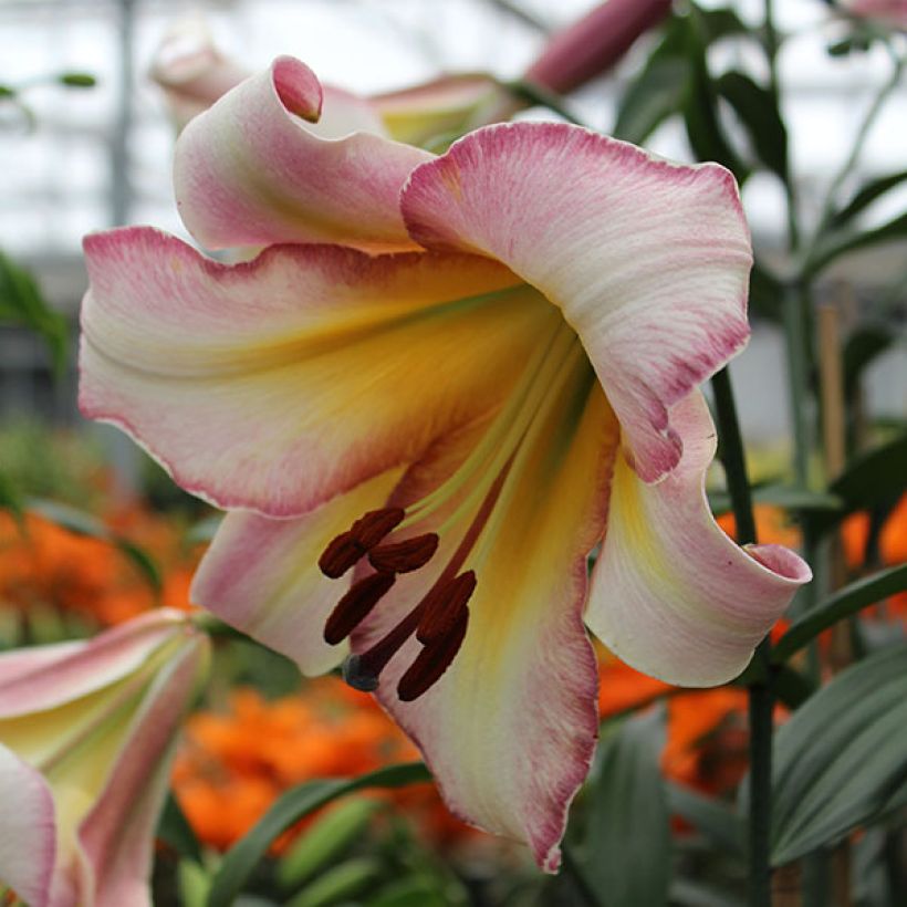 Lilium Beijing Moon (Flowering)