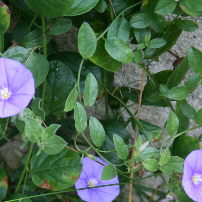 Convolvulus sabatius Compacta - Blue rock bindweed (Foliage)