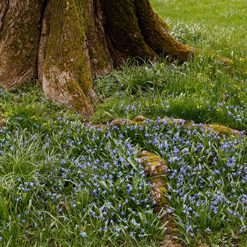 Lithodora diffusa Heavenly Blue (Plant habit)