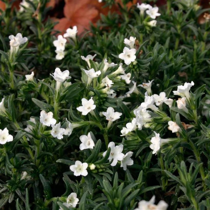 Lithodora diffusa Alba (Foliage)