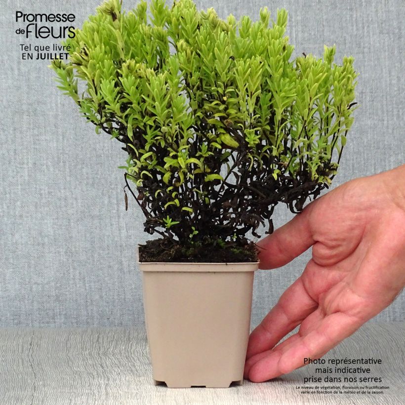 Lithodora diffusa Alba 8/9 cm pot sample as delivered in summer