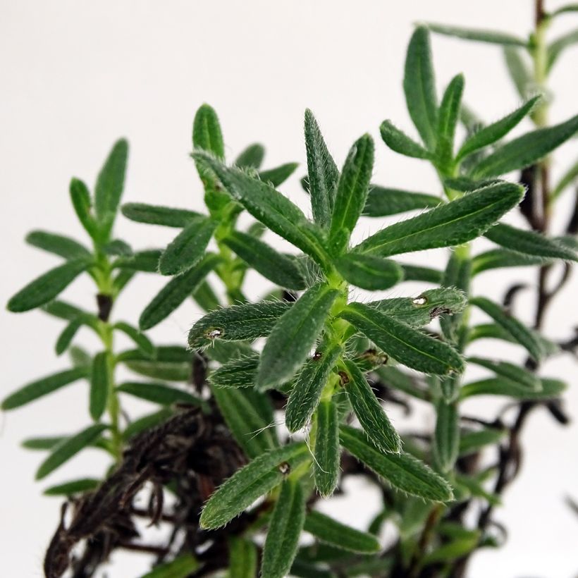 Lithodora diffusa Cambridge Blue (Foliage)