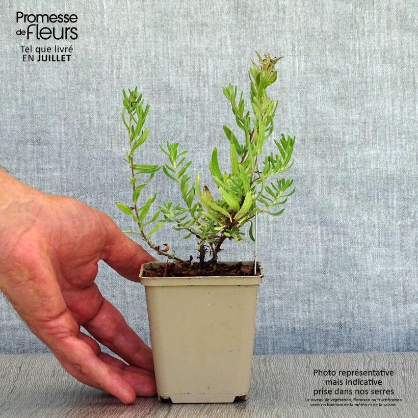 Lithodora diffusa Star 8/9 cm pot sample as delivered in summer