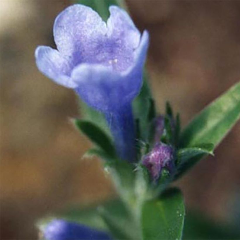 Lithodora oleifolia (Flowering)