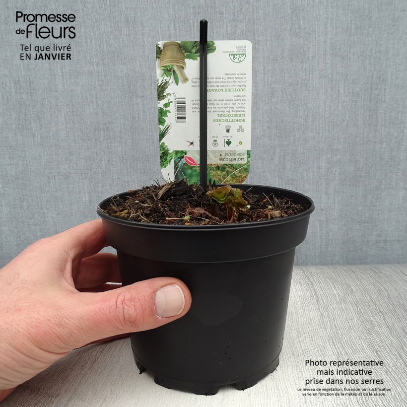 Ligusticum scothicum 1.5L/2L pot sample as delivered in winter