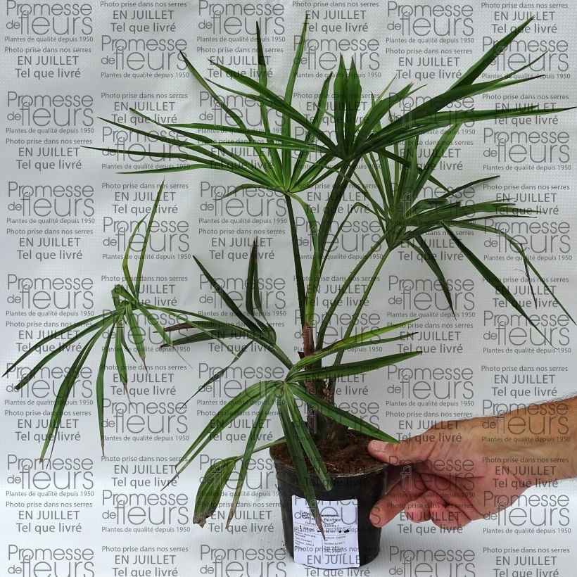 Livistona benthamii - Bentham's Fan Palm 12cm pot sample as delivered in summer