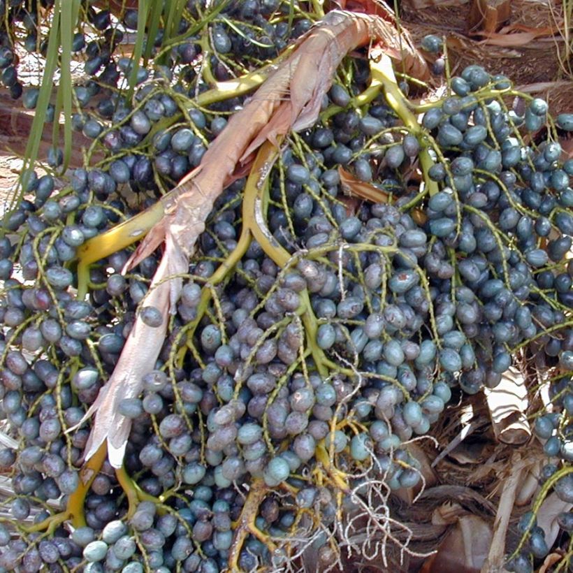 Livistona chinensis - Chinese Fan Palm (Harvest)