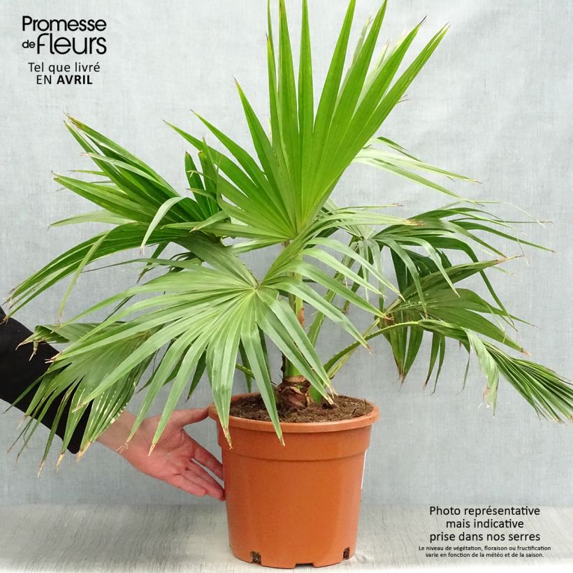 Livistona chinensis - Chinese Fan Palm sample as delivered in spring