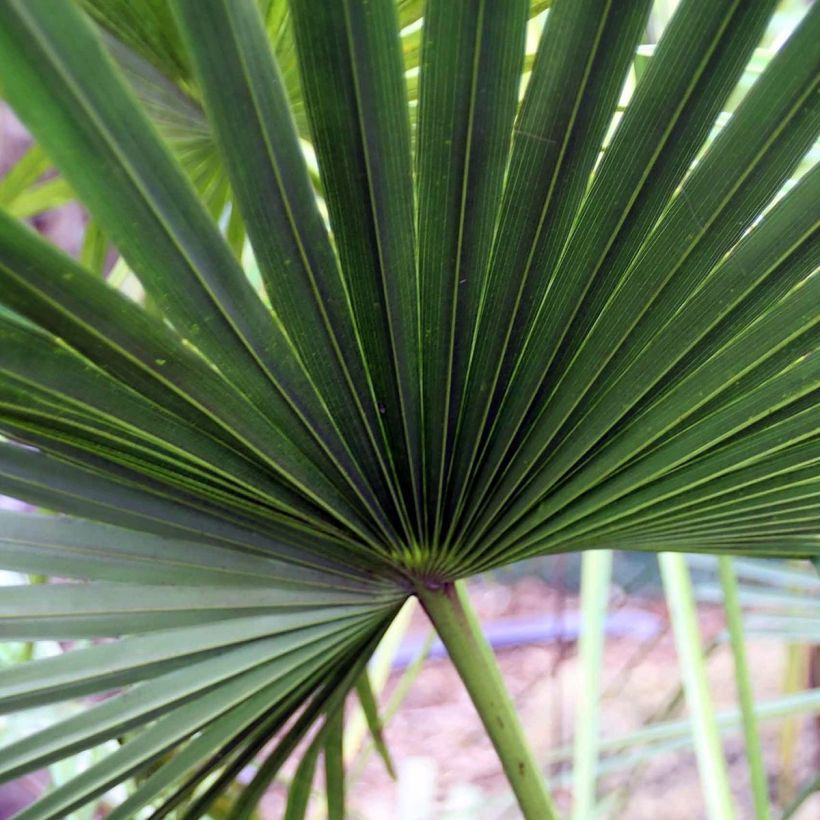 Livistona fulva - Chinese Fan Palm (Foliage)