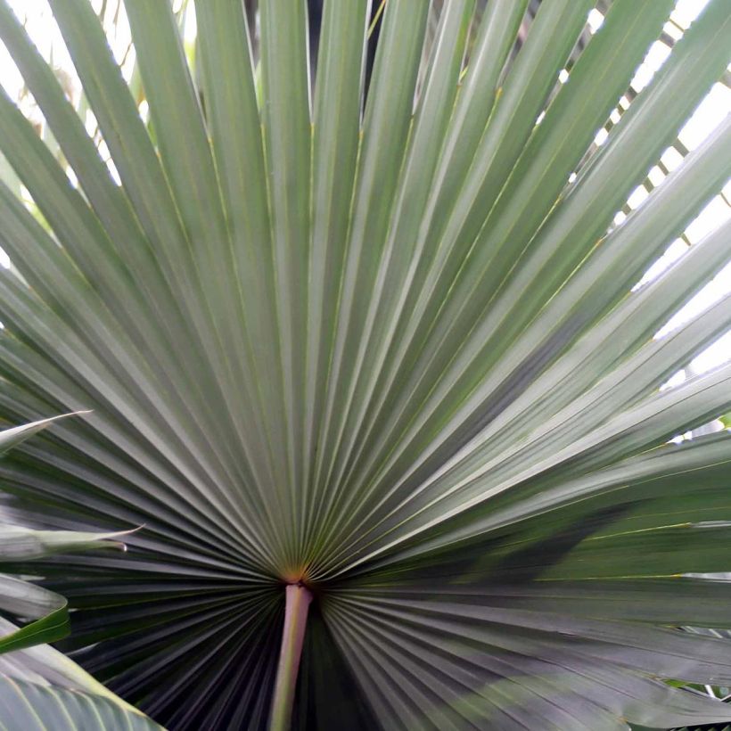Livistona mariae - Central Australian fan Palm (Foliage)
