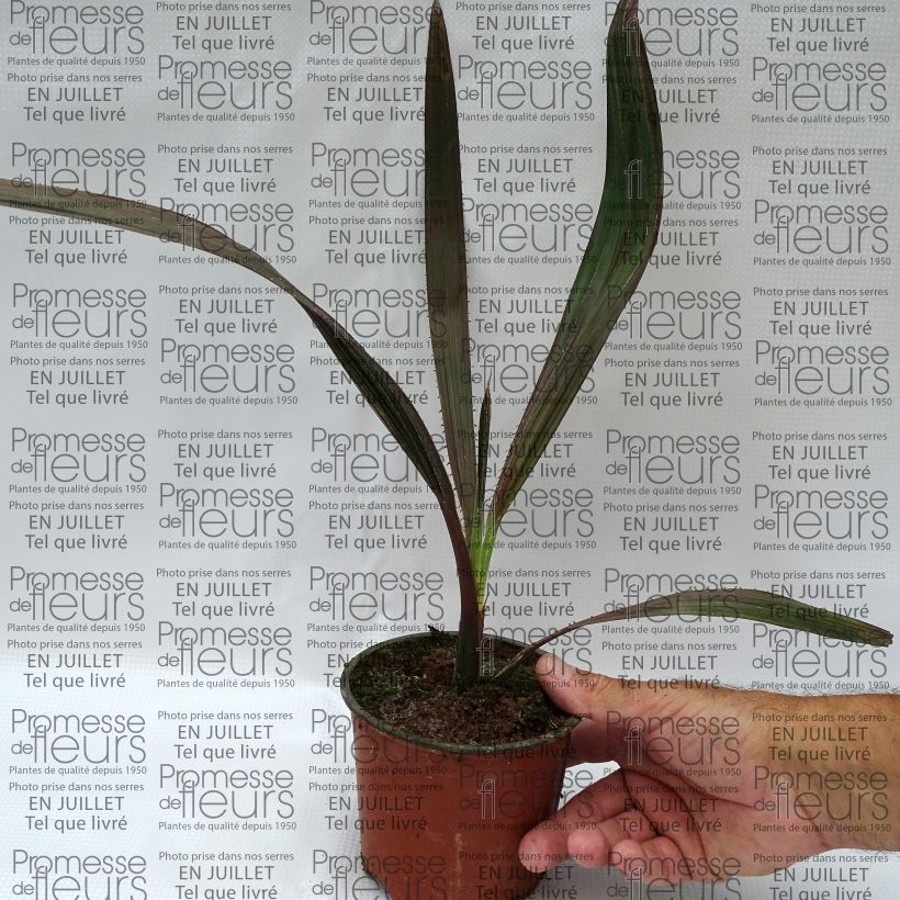 Livistona mariae - Central Australian fan Palm 12cm pot sample as delivered in summer