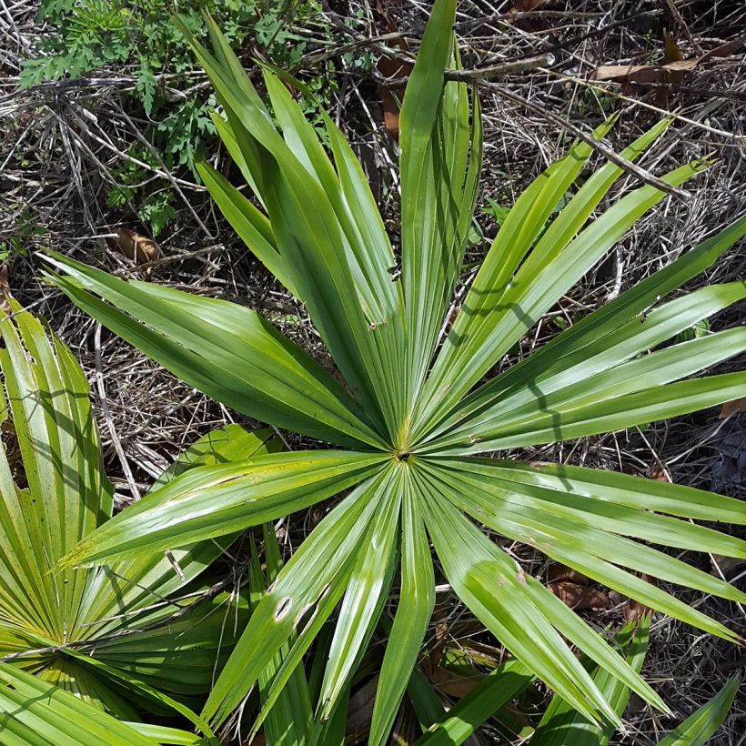 Livistona saribus - Taraw Palm (Foliage)