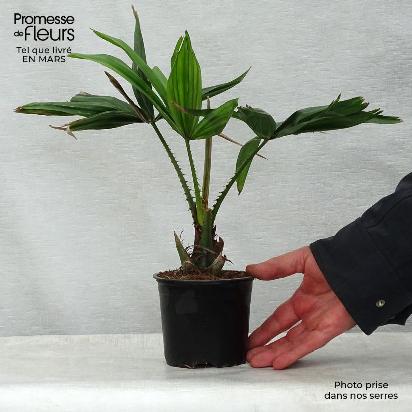 Livistona saribus - Taraw Palm 12cm pot sample as delivered in spring