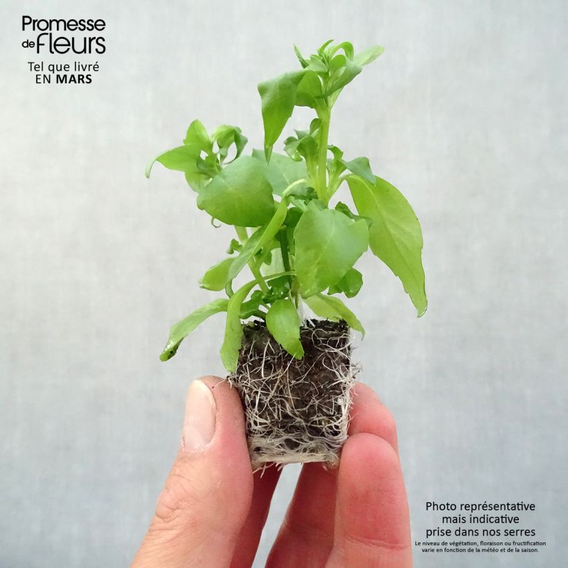 Lobelia Anabel Blue Plug plant 3/4cm sample as delivered in spring