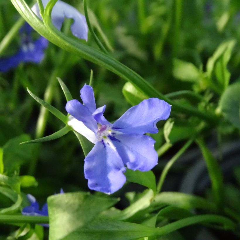 Lobelia Anabel Blue (Flowering)