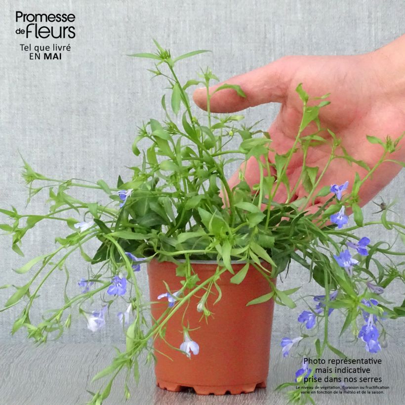 Lobelia Anabel Blue 8/9 cm pot sample as delivered in spring