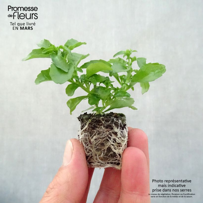 Lobelia erinus Anabel Snow White - Trailing Lobelia Plug plant 3/4cm sample as delivered in spring