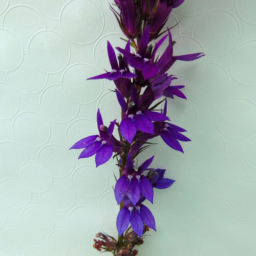 Lobelia gerardii Vedrariensis (Flowering)