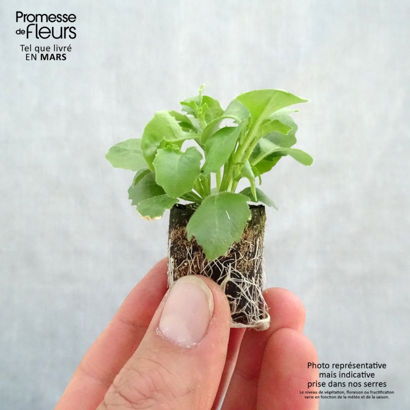 Lobelia erinus pendula Hot Bavaria - Trailing Lobelia Plug plant 3/4cm sample as delivered in spring