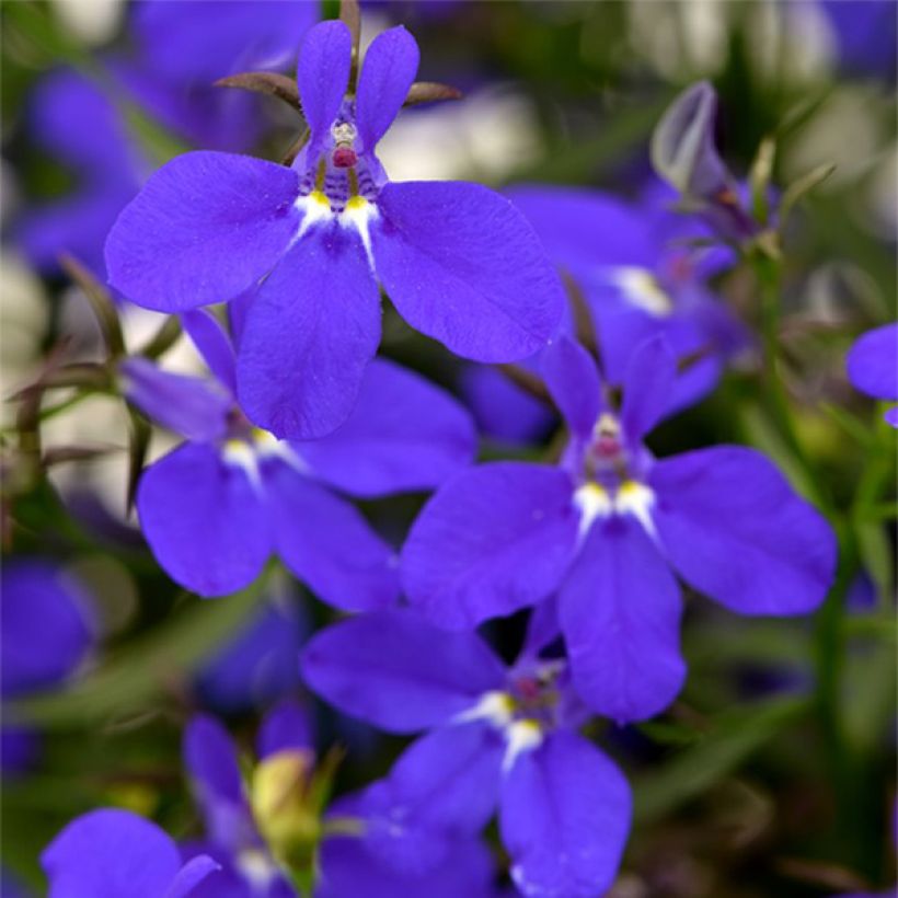 Lobelia erinus Deep Blue Star - Trailing Lobelia (Flowering)