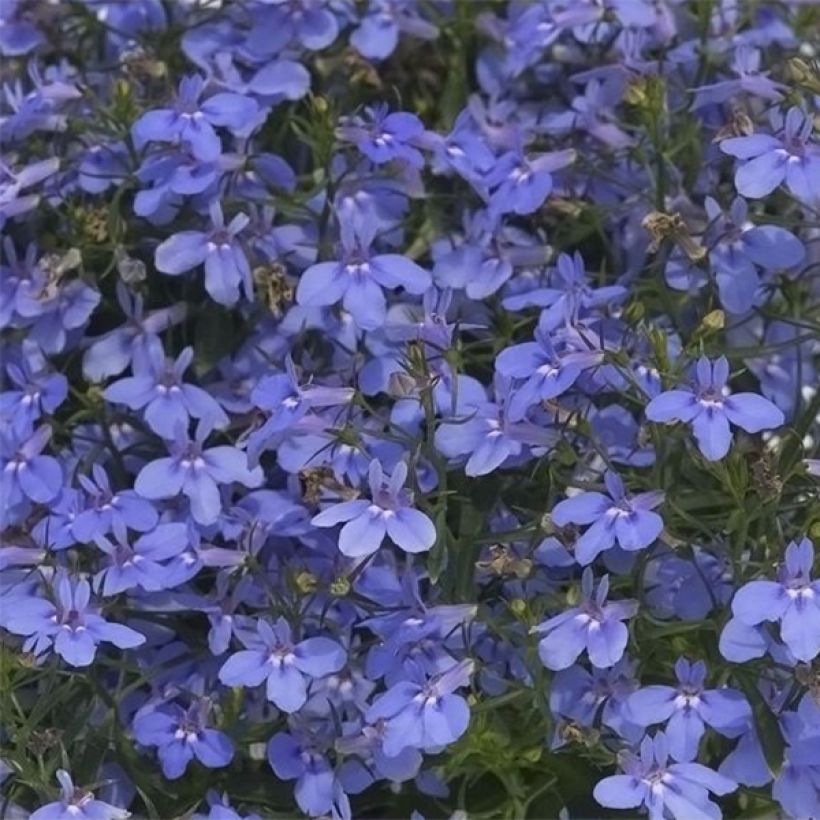 Lobelia erinus Hot Water Blue - Trailing Lobelia (Flowering)
