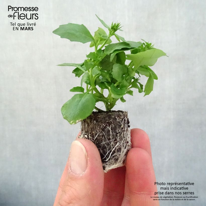 Lobelia erinus Hot Water Blue - Trailing Lobelia Plug plant 3/4cm sample as delivered in spring
