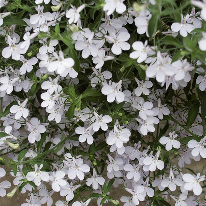 Lobelia erinus Anabel Snow White - Trailing Lobelia (Flowering)