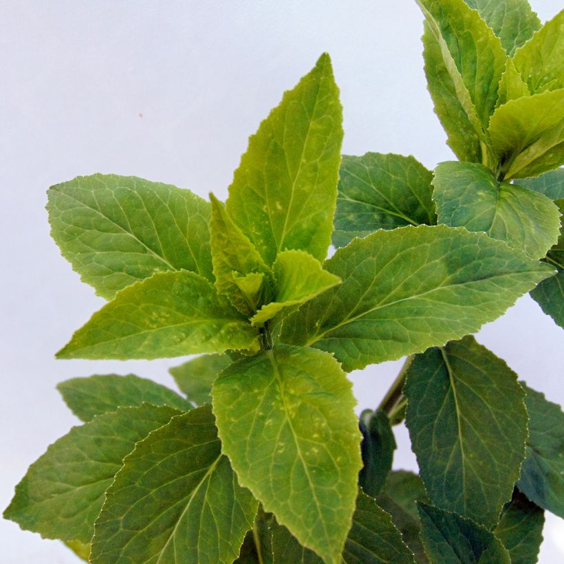 Lobelia speciosa Monet Moment (Foliage)